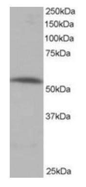 PPP2R5A Antibody