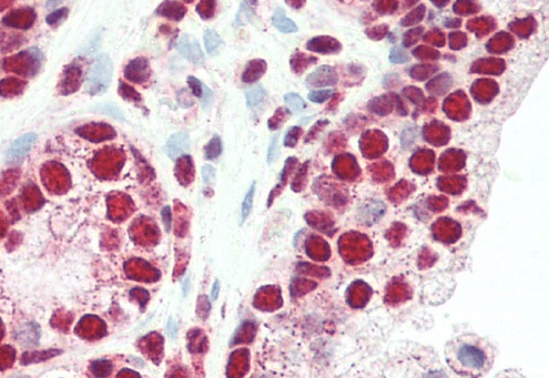 PLRG1 Antibody