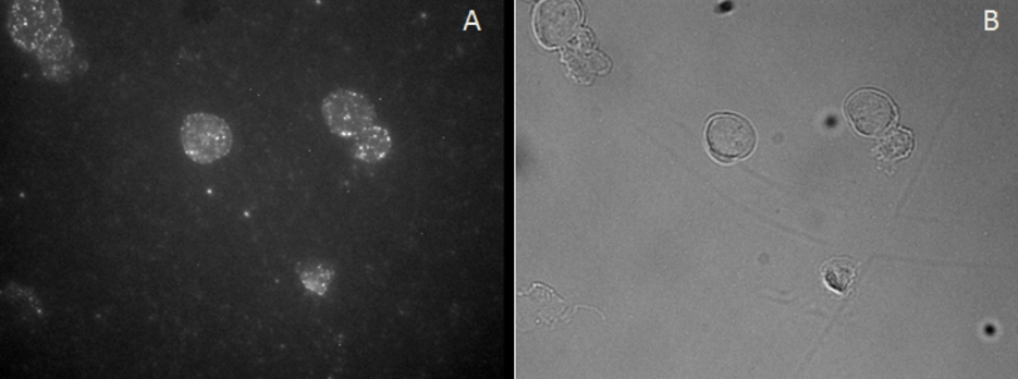 Goat anti-FOXP3 / SCURFIN Antibody