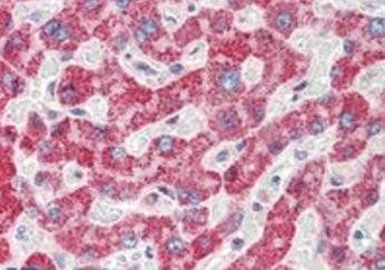 Spinesin/TMPRSS5 Antibody