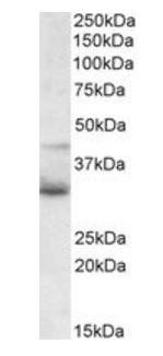 WNT4 Antibody