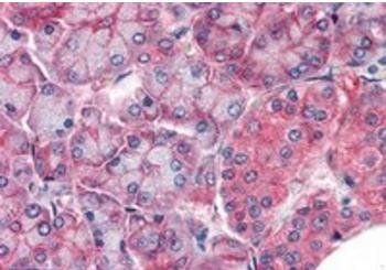 Claudin 14/CLDN14 Antibody