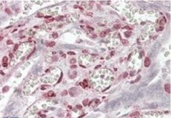 MAML1/Mastermind Antibody