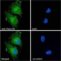 Plexin D1 Antibody