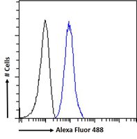 Plexin D1 Antibody
