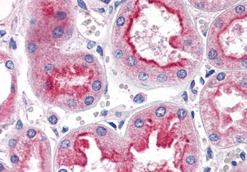 SMAD9 Antibody
