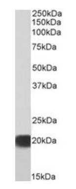 SOD1, Biotinylated Antibody