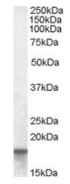 AGR2 Antibody