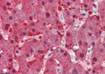 Argininosuccinate synthetase 1 Antibody
