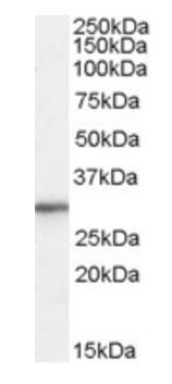 ribosomal protein L8 Antibody