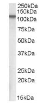 MP100/NPEPPS Antibody