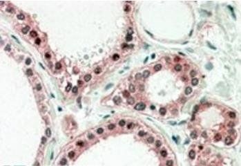 Goat anti-UXT Antibody