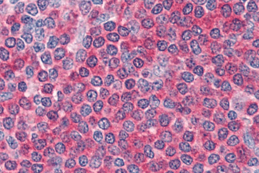 Frizzled 7 Antibody
