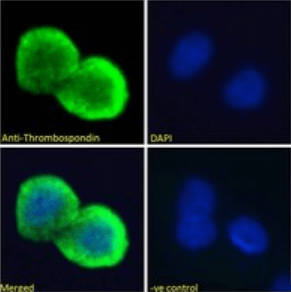 Thrombospondin Antibody