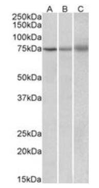 KLHL6/Kelch-like 6 Antibody