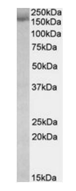 Goat Stromal antigen 2 / STAG2 Antibody
