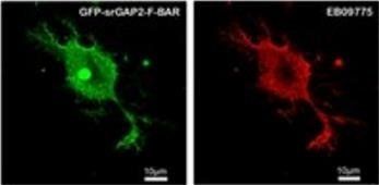 SRGAP2 Antibody