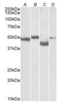 MEIS2 Antibody