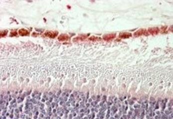 Goat anti-RDH5 (aa 19-31) Antibody