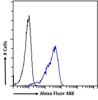 Goat anti-SEPT4 (aa425-435) Antibody