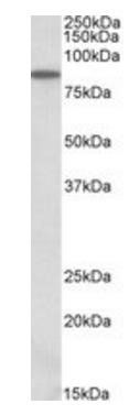 ALDH18A1 Antibody