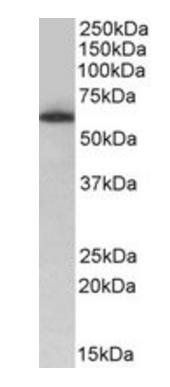TH1L Antibody