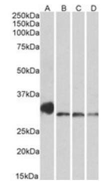 NEK7 (aa 274-286) Antibody