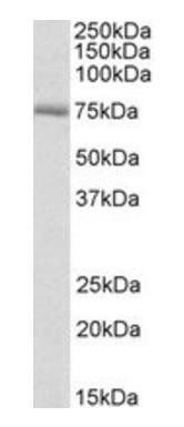 Crot (rat) Antibody