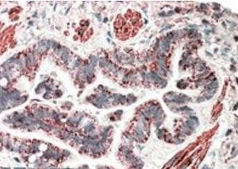 MOB2 (aa128-140) Antibody