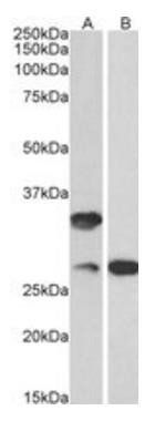 C16orf57 (aa154-167) Antibody