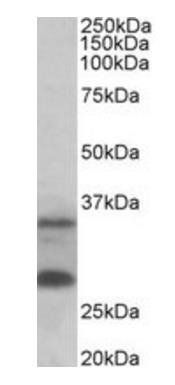C16orf57 (aa154-167) Antibody