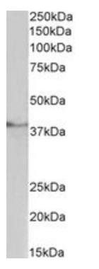 HMHA1 (aa57-71) Antibody