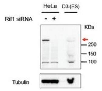 RIF1 Antibody