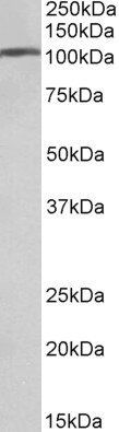 AP2A1 (aa706-727), Biotinlyated Antibody