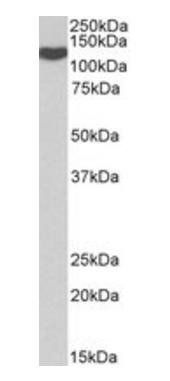 ADAM19 Antibody