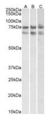 Goat anti-GNL3 Antibody