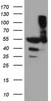 MAPRE2 Antibody