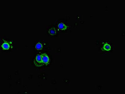 EEF1A1 Antibody
