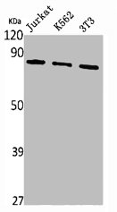 EHHADH Antibody