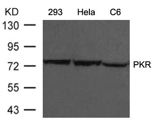 EIF2AK2 Antibody