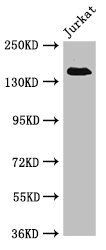 EIF3A Antibody