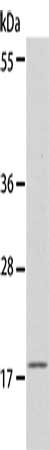 EIF4EBP1 Antibody