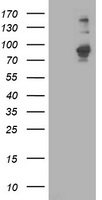 EIF4E2 Antibody