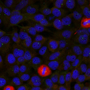 EIF4G1 Antibody