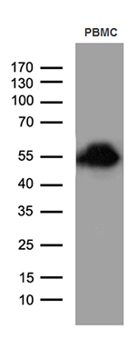 ELP4 Antibody
