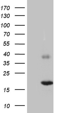 ELP4 Antibody