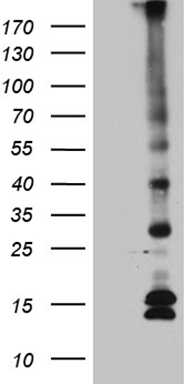 ELP4 Antibody