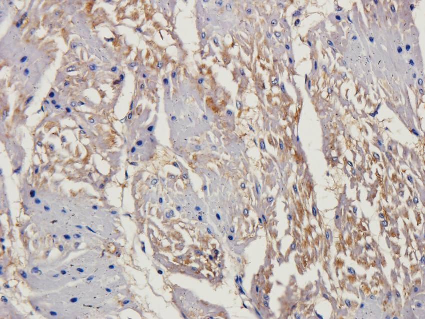 eNOS Rabbit Polyclonal Antibody