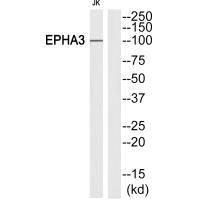 EPHA3 Antibody