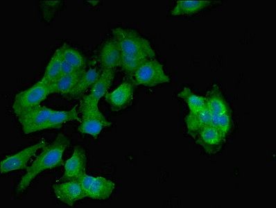 EPO Antibody